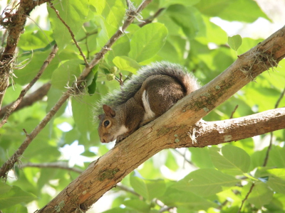 [Squirrel is crawling on fours down a tree branch. Its tail is resting along its back and backside. The body is brown and white, but the tail appears to be grey.]